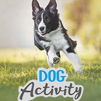 Dog Activity