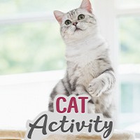 Cat Activity