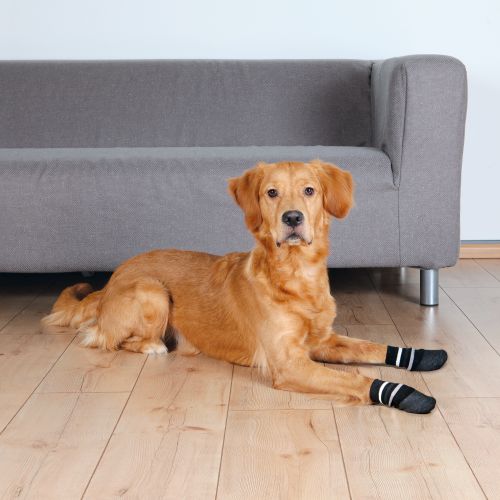 Нескользящие носки для собак