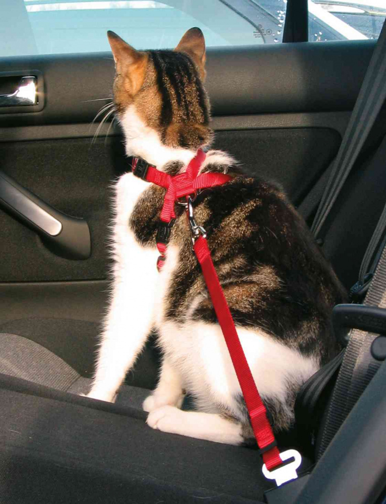 А/м ремень безопасности для кошки