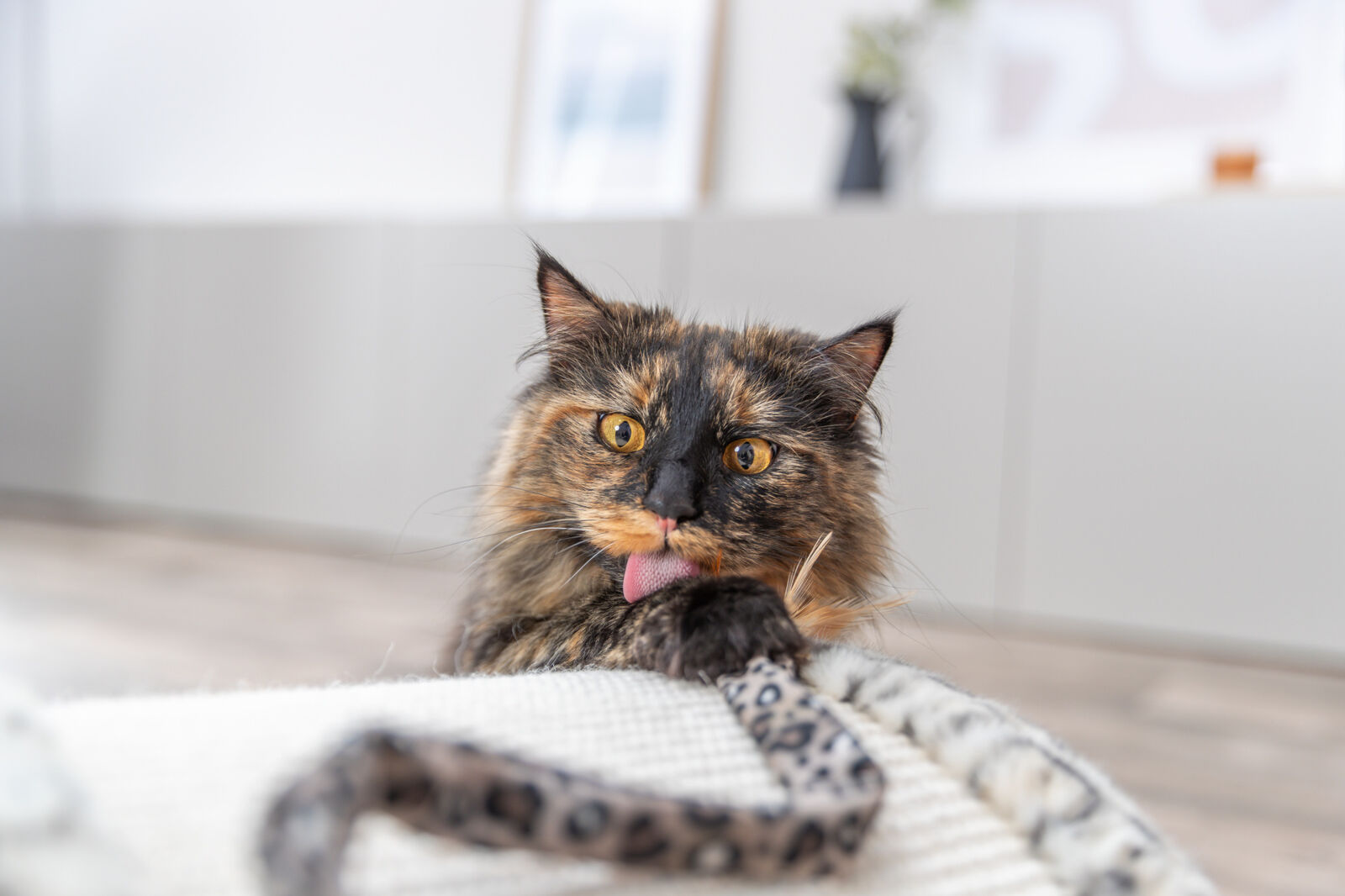 Когтеточка - мостик Leo