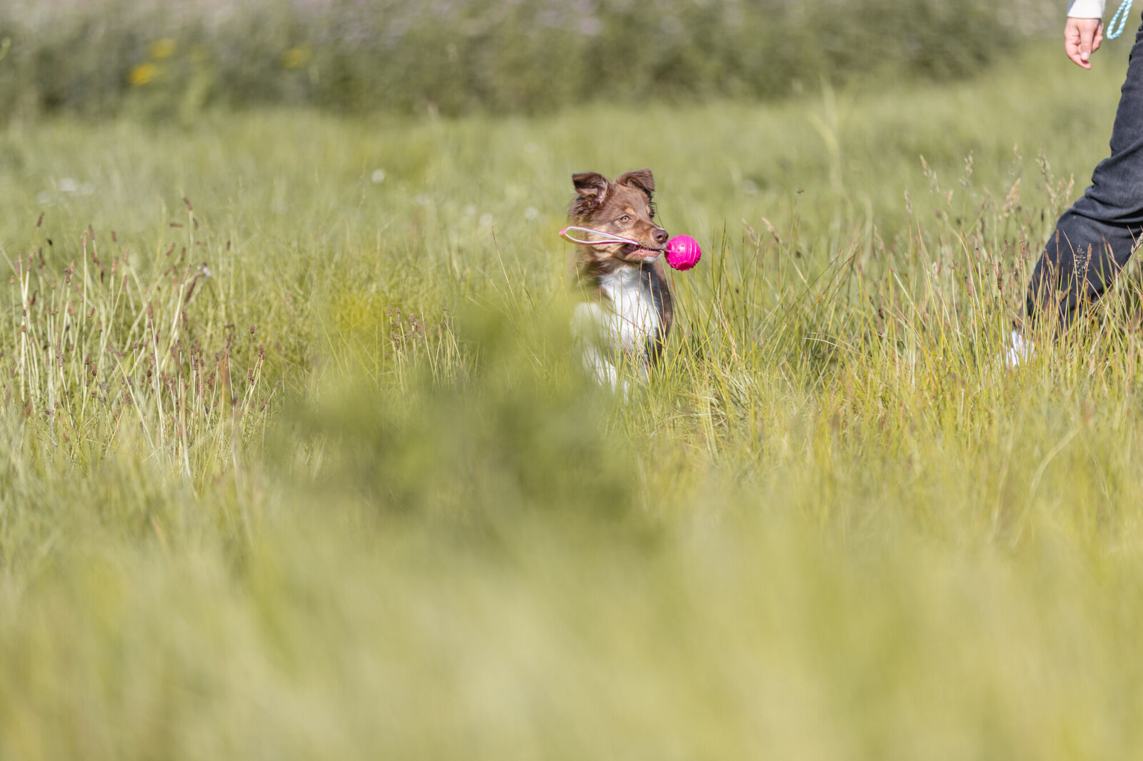 Игрушка для собак Мяч на ремне, суперпрочный, ТПР, розовый