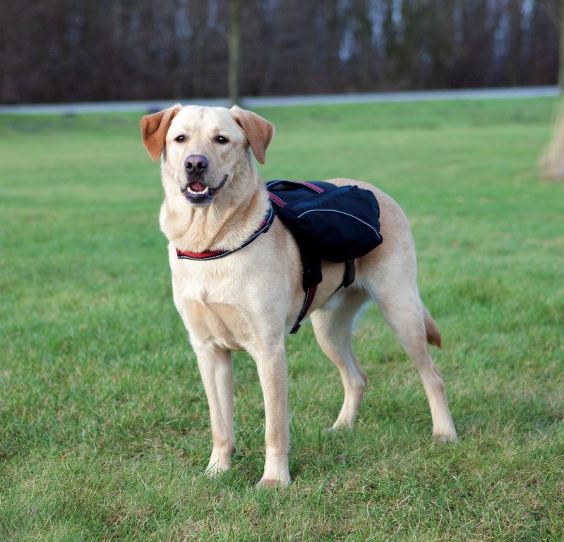 Шлейка - рюкзак для собаки