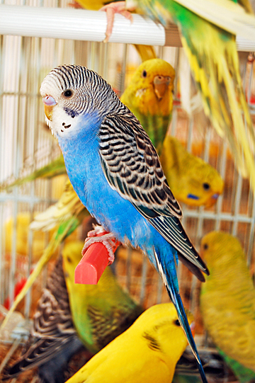 Зелёный, голубой или жёлтый: Попугай